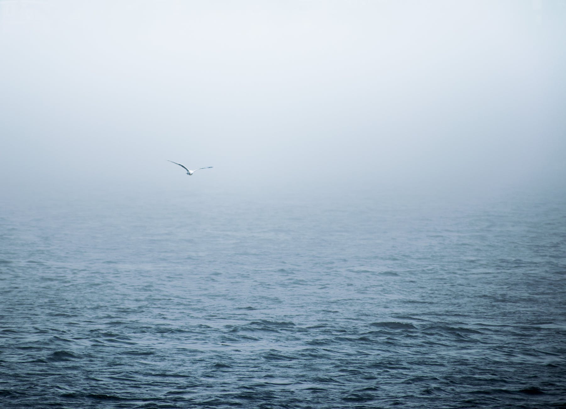 Bird flying over the ocean illustrating Isabella's Voyage by Jemimah Wright.